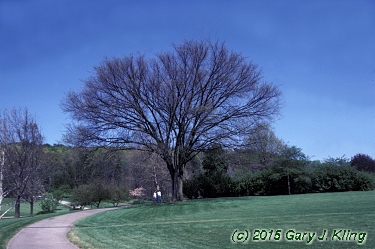 Ulmus americana