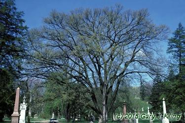 Ulmus americana