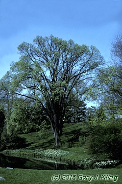 Ulmus americana