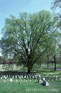 Ulmus americana
