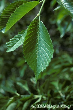 Ulmus americana