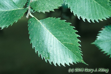 Ulmus americana