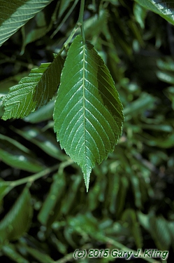 Ulmus americana