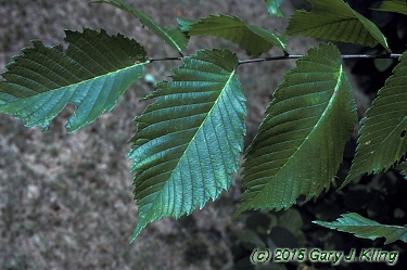 Ulmus americana