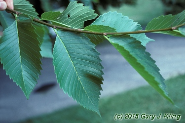 Ulmus americana