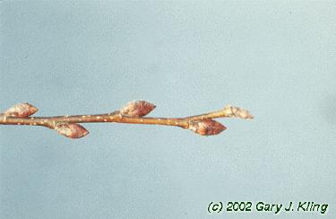 Ulmus americana
