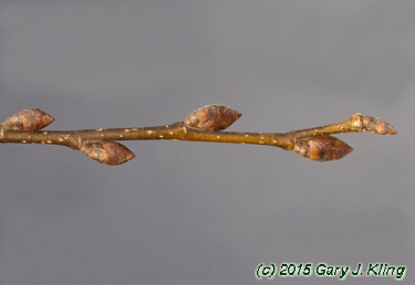 Ulmus americana