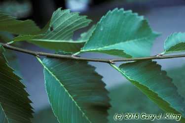 Ulmus americana