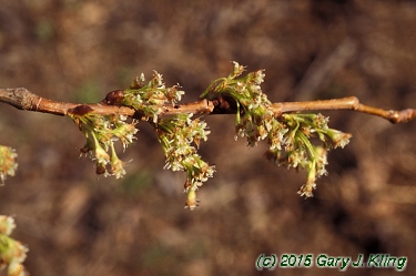 Ulmus americana