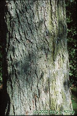 Ulmus americana