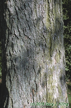 Ulmus americana