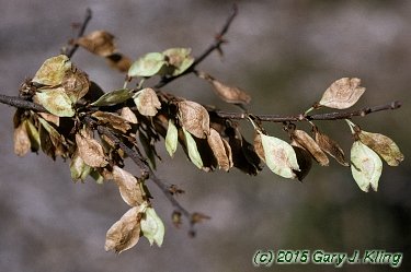 Ulmus parvifolia
