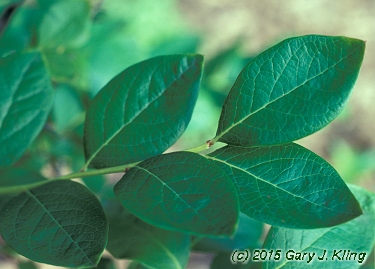 Vaccinium corymbosum