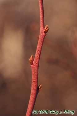 Vaccinium corymbosum