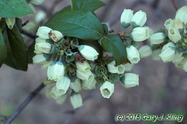 Vaccinium corymbosum