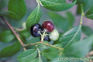 Vaccinium corymbosum