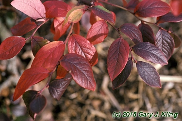 Vaccinium corymbosum