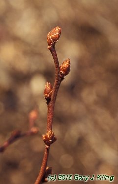 Vaccinium corymbosum