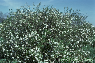 Viburnum x burkwoodii