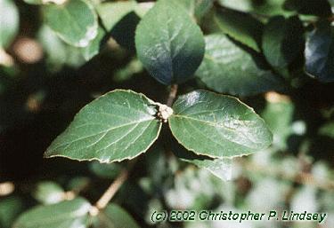 Viburnum x burkwoodii