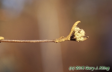 Viburnum x burkwoodii