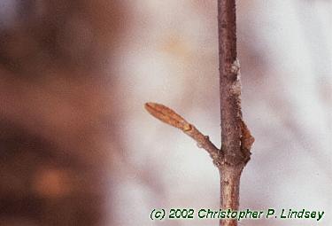 Viburnum x burkwoodii