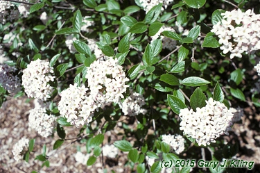 Viburnum x burkwoodii