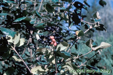 Viburnum x burkwoodii