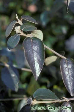 Viburnum x burkwoodii