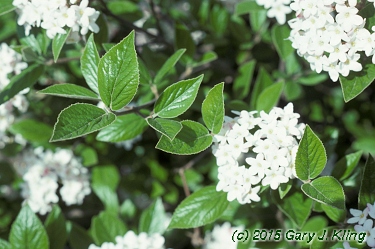 Viburnum x burkwoodii 'Mohawk'