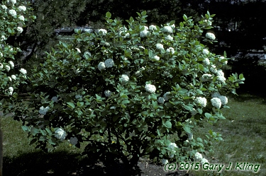 Viburnum carlesii