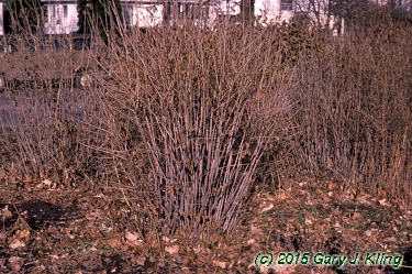Viburnum dentatum