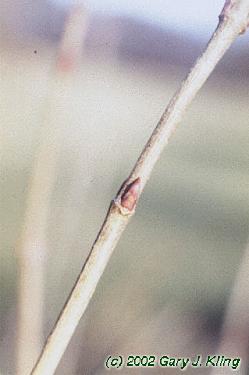 Viburnum dentatum
