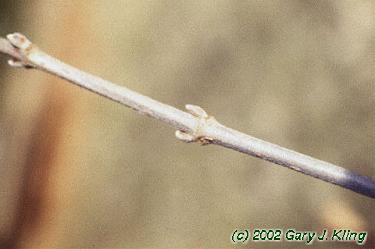 Viburnum dentatum