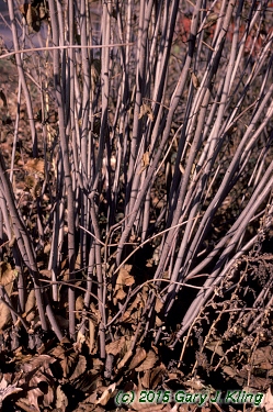 Viburnum dentatum