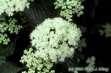 Viburnum dentatum