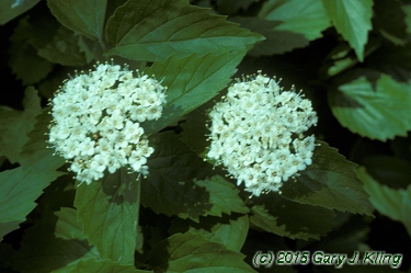 Viburnum dentatum