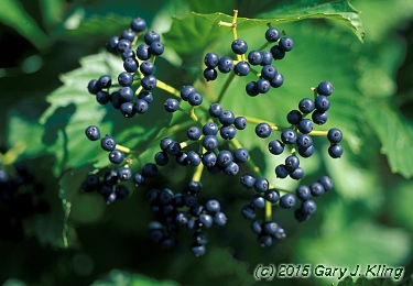 Viburnum dentatum
