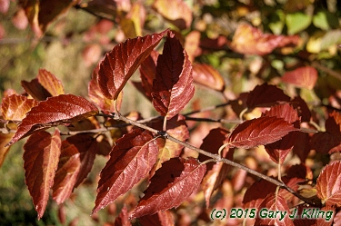 Viburnum dentatum
