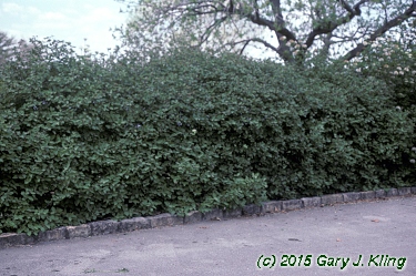 Viburnum x juddii