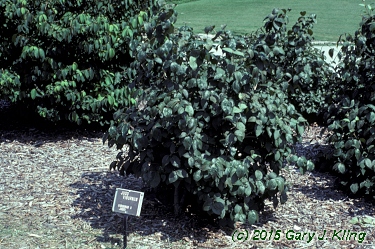 Viburnum x juddii