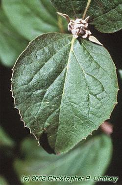Viburnum x juddii