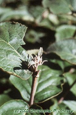 Viburnum x juddii