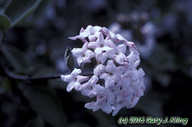 Viburnum x juddii