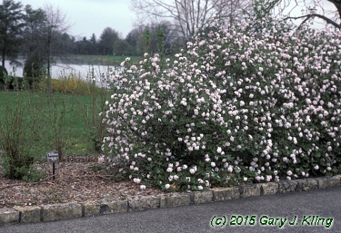 Viburnum x juddii