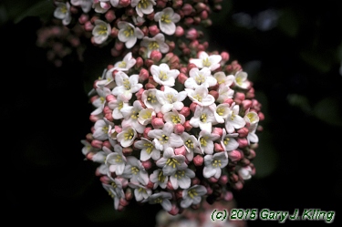 Viburnum x juddii