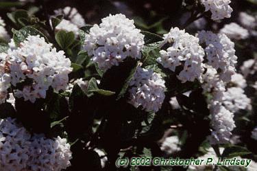 Viburnum x juddii