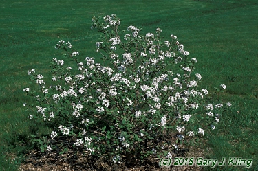 Viburnum x juddii