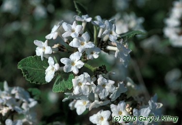 Viburnum x juddii habit: UIPLANTS