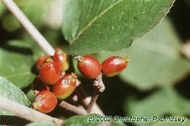Viburnum x juddii